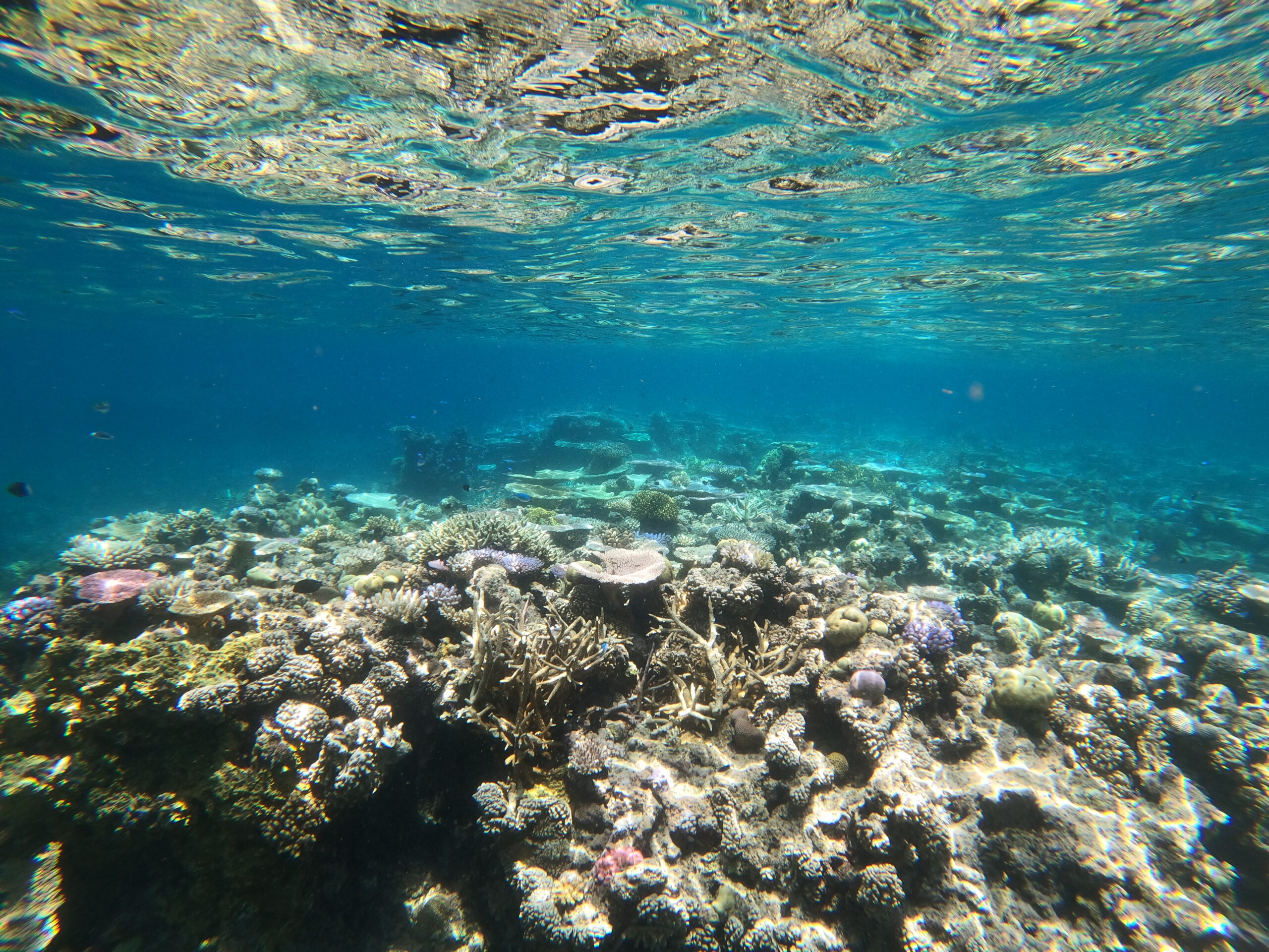 Opal Reef (Great Barrier Reef) - Jesse Steele